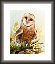 "A Curious Encounter" - Framed Barn Owl Art Print