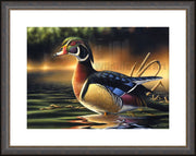 "Backwoods Marsh" - Framed Wood Duck Art Print