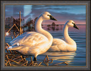 "Evening Tundras" - Framed Tundra Swan Art Print