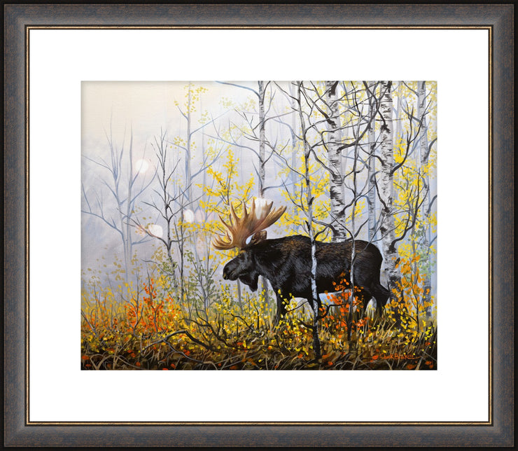 "Rare Moments" - Framed Moose Wildlife Art Print
