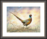 "Spring Rooster" - Framed Ringneck Pheasant Art Print