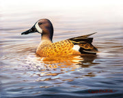 "Spotted" - Blue-winged Teal Waterfowl Special Remarqued Art Print