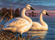 Original Tundra Swan Painting - "Evening Tundras" 13x18