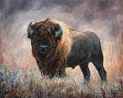 Bison 8x10 Original In Studio Oil Painting