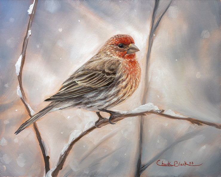 "Flurries" - House Finch Special Remarqued Art Print