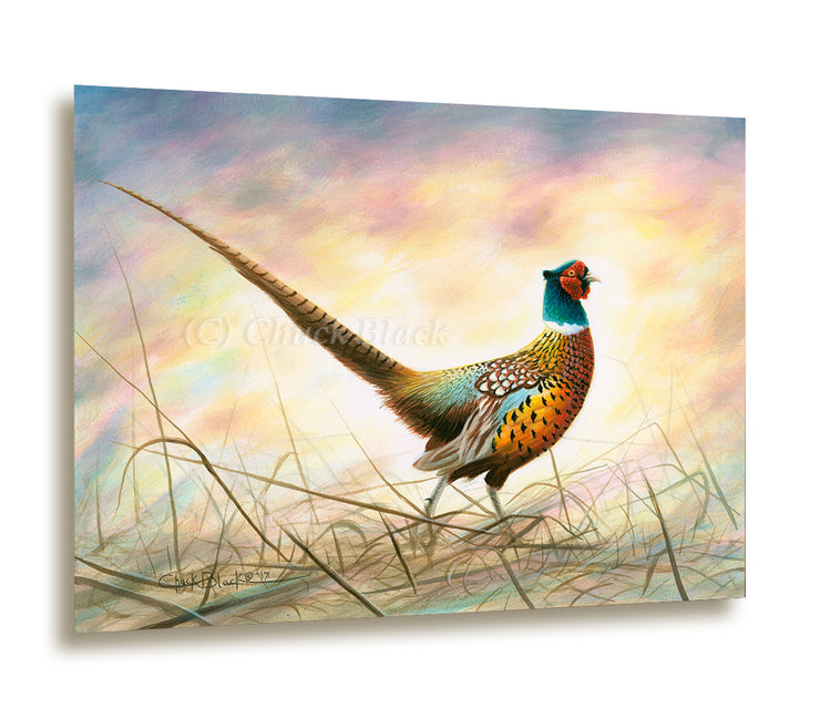 "Spring Rooster" - Ring-necked Pheasant Metal Print