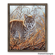 Framed Bobcat Canvas Print - 'Always Watching' Showcasing Stunning Detail and Unique Camouflage