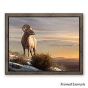 Framed Bighorn Sheep Canvas Print - glowing mountains and snow melt