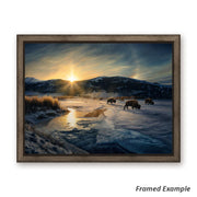 "Sundog Days" - Sunrise Landscape Canvas Art Print, Yellowstone Bison