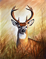 Whitetail Deer Art Print - "Backwoods Monarch"