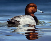 "Drifting Along" - Redhead Duck Special Limited Edition Art Print