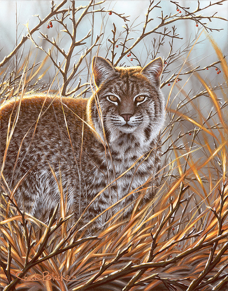 Bobcat Limited Edition Print - "Always Watching"