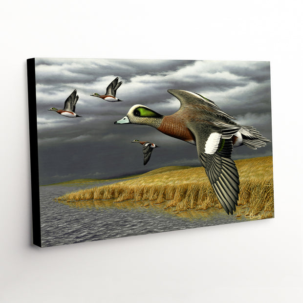 'Breaking for Cover' Canvas Art Print - American wigeons in flight