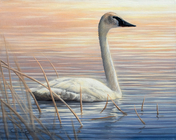 "Elegant Silence" - Trumpeter Swan Special Limited Edition Art Print