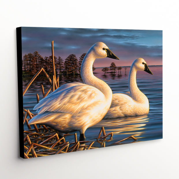 Tundra Swans Canvas Art Print - swans resting on a glowing evening lake"