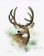Art Print - Wildlife and landscape art by Chuck Black