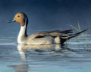 "Morning's Glow" - Pintail Duck Special Limited Edition Art Print