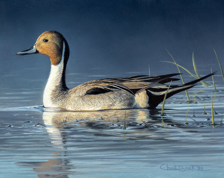 "Morning's Glow" 8x10" Pintail Waterfowl Painting