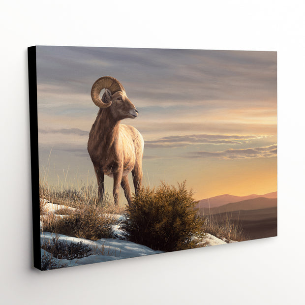 Bighorn Sheep Canvas Art Print - Waiting For Spring, sunset landscape